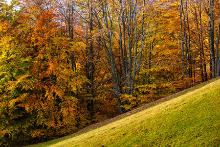 读取和黄色秋天的树林