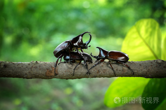 犀牛甲虫