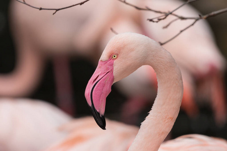 大火烈鸟 Phoenicopterus 长春 肖像, 黑色和粉红色背景模糊。美丽的粉红色的鸟与长的脖子, 大生动的粉红色喙和