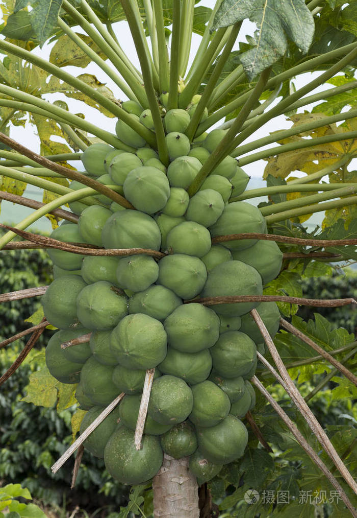 树上满是青木瓜