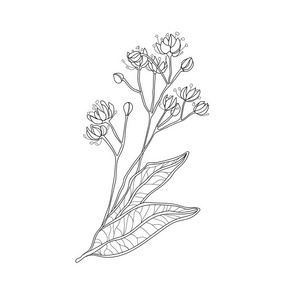 椴树的一个椴树开花.药用植物.花照片