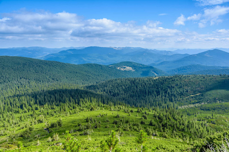 大山针叶林