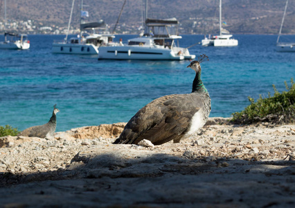 五颜六色的孔雀漫步在海岸岩石上看游艇和猫