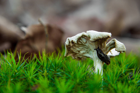 蘑菇上的小鼻塞