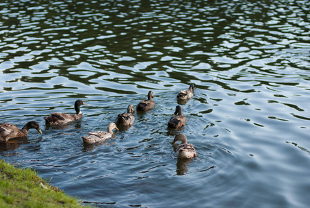 夏天的池塘那里鸭