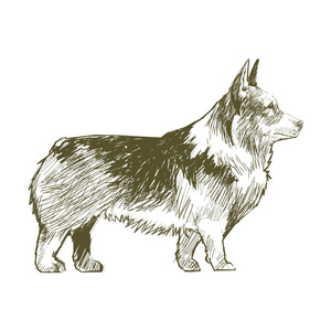 狗的插画绘画风格照片