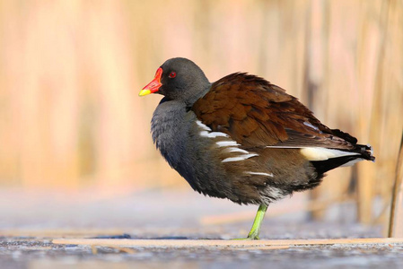 冬水鸟 Gallinula chloropus