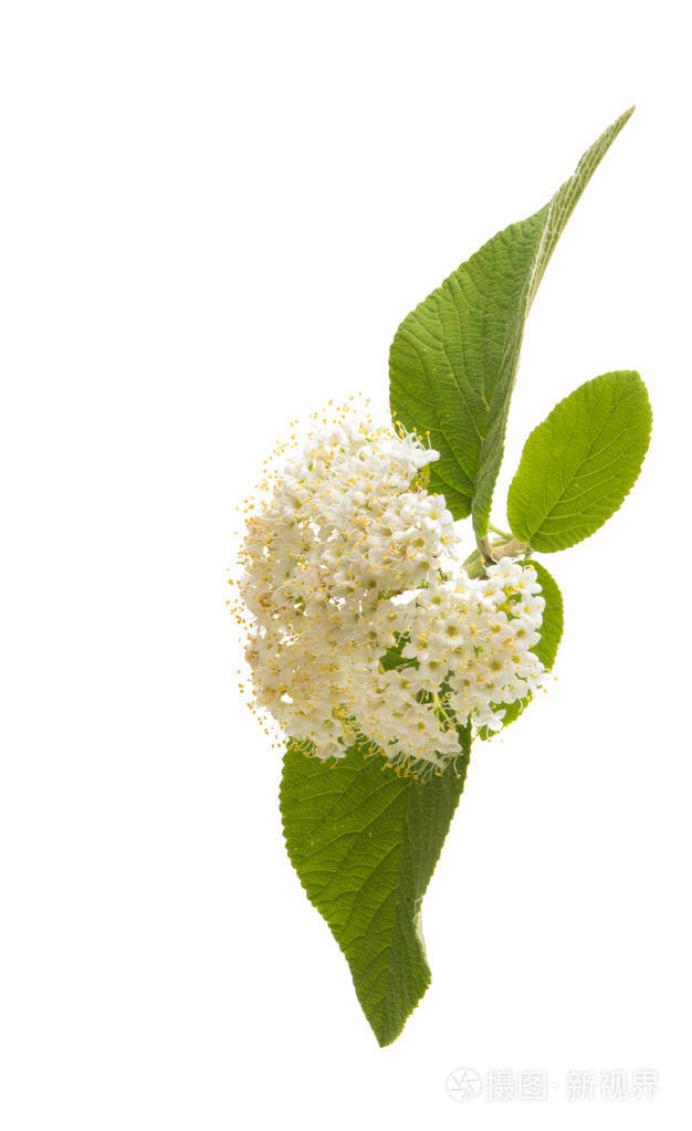 孤立的接骨木花