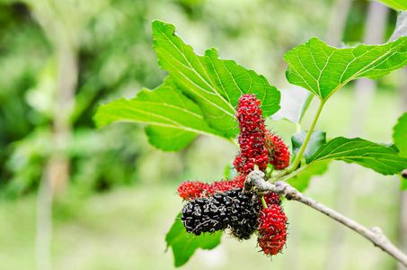 黑色的成熟和红生桑葚的树枝上照片