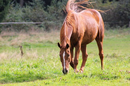 马在黄昏的阳光下, 在郁郁葱葱的草地上吃草。