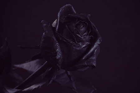 黑玫瑰.概念, 象征悲伤, 忧郁和悲伤的心情.忧郁, 告别和爱照片