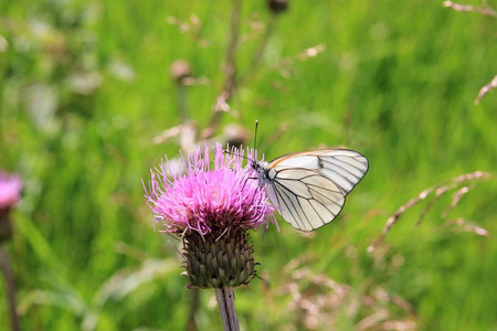 蝴蝶在花butterflyare 美丽的飞蛾, 使大自然丰富多彩, 给我们欢乐