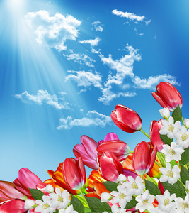 春天的花朵郁金香的蓝天白云背景照片