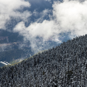 雪覆盖在山上的树木, 惠斯勒, 不列颠哥伦比亚省, 加拿大