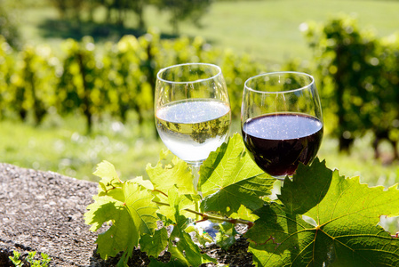 红色和白色葡萄酒与在后台一个葡萄园的眼镜