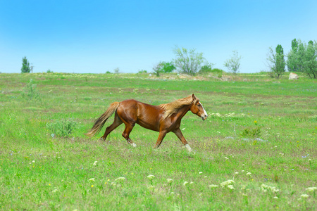 吃水匹棕色的马图片