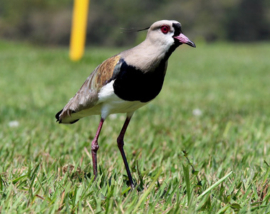 郁郁葱葱的绿化景观全景图的鱼凫山,道路线和镇视图从远处多云的天空