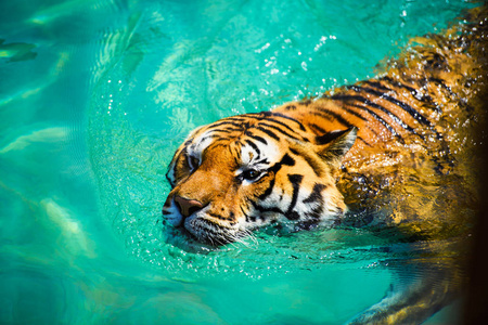 老虎在纯净的水里游泳