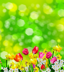 春天的花朵水仙花和郁金香