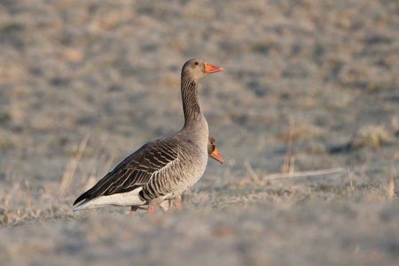 Greylag 鹅一躲藏