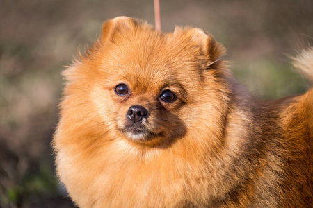 可爱的博美犬斯皮茨狗的肖像