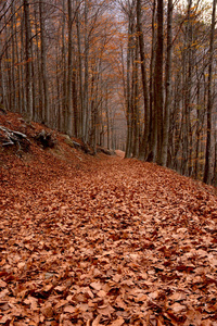 秋天的完整季节的森林