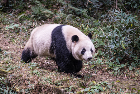 大熊猫，拍照在四川，中国