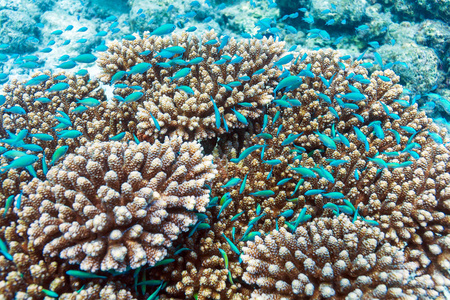学校的附近鹿角珊瑚，马尔代夫蓝色的鱼