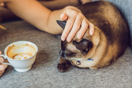 喝咖啡和抚摸猫的年轻妇女照片