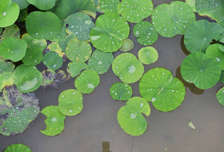 纹理的睡莲的叶子照片
