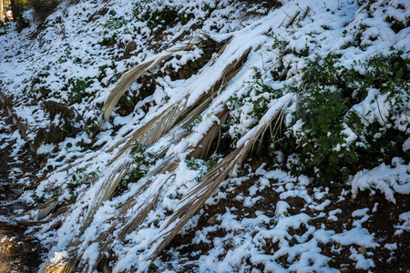 灌木丛中雪雪在雅典珍稀特有事件