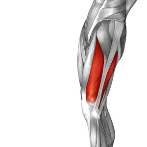 人体上部腿部解剖图片