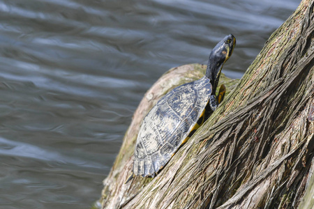 可爱的海龟在阳光下休息池塘