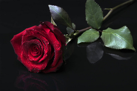 一朵红玫瑰躺在黑色的镜子表面上照片