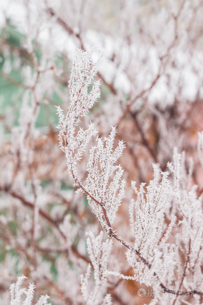 树枝上覆盖着雪和霜