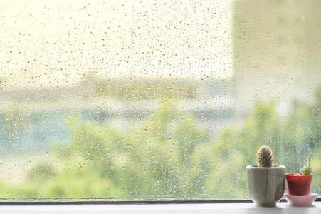 背后水仙人掌滴在窗户玻璃上的雨