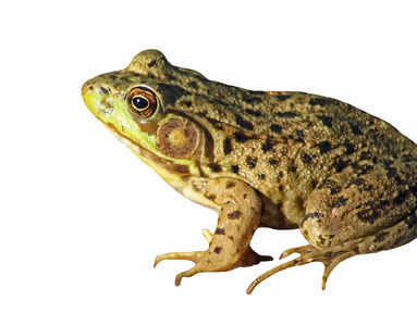 绿色的青蛙,在白色背景上孤立照片