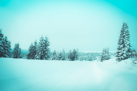 冬季茂密松树中的雪美景观