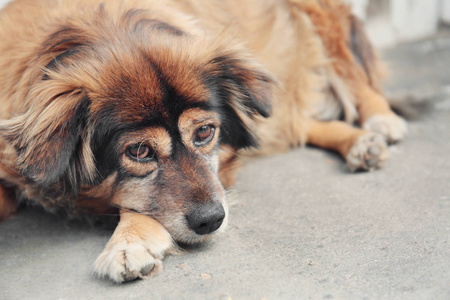 孤独的流浪狗图片