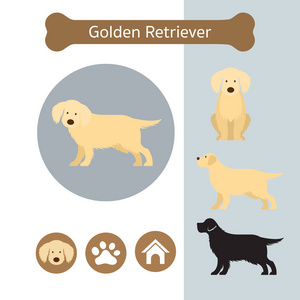 金猎犬犬养殖图表图片