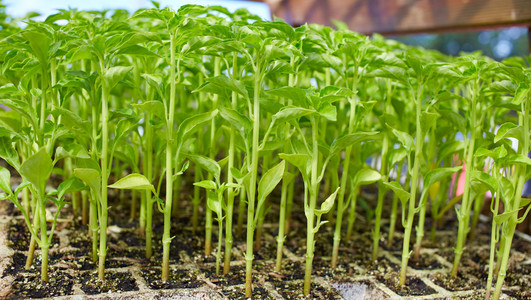 爆发在对茄科植物苗圃豆芽图片