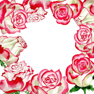 白红玫瑰。花卉植物花。野春叶野花架