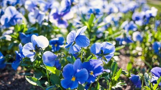 春天自然背景与蓝色花的中提琴