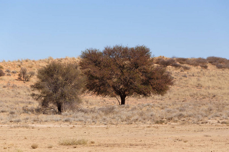 干燥的喀拉哈里沙漠景观，Kgalagady，南非野生动物园荒野