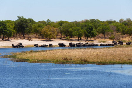 非洲大象非洲野生动物园野生动物和野生