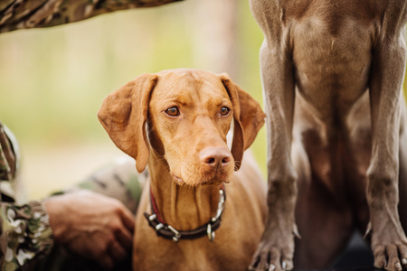 猎人与一只狗的森林照片