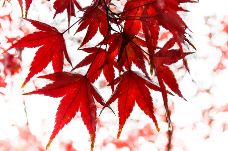 在秋天的红枫叶在秋天的红枫叶红枫叶叶子,金色秋天