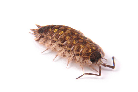 潮情头潮虫 (porcellio 头) 分离照片