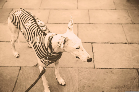 白色灵缇犬照片