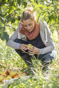 年轻女子进果园摘有机苹果